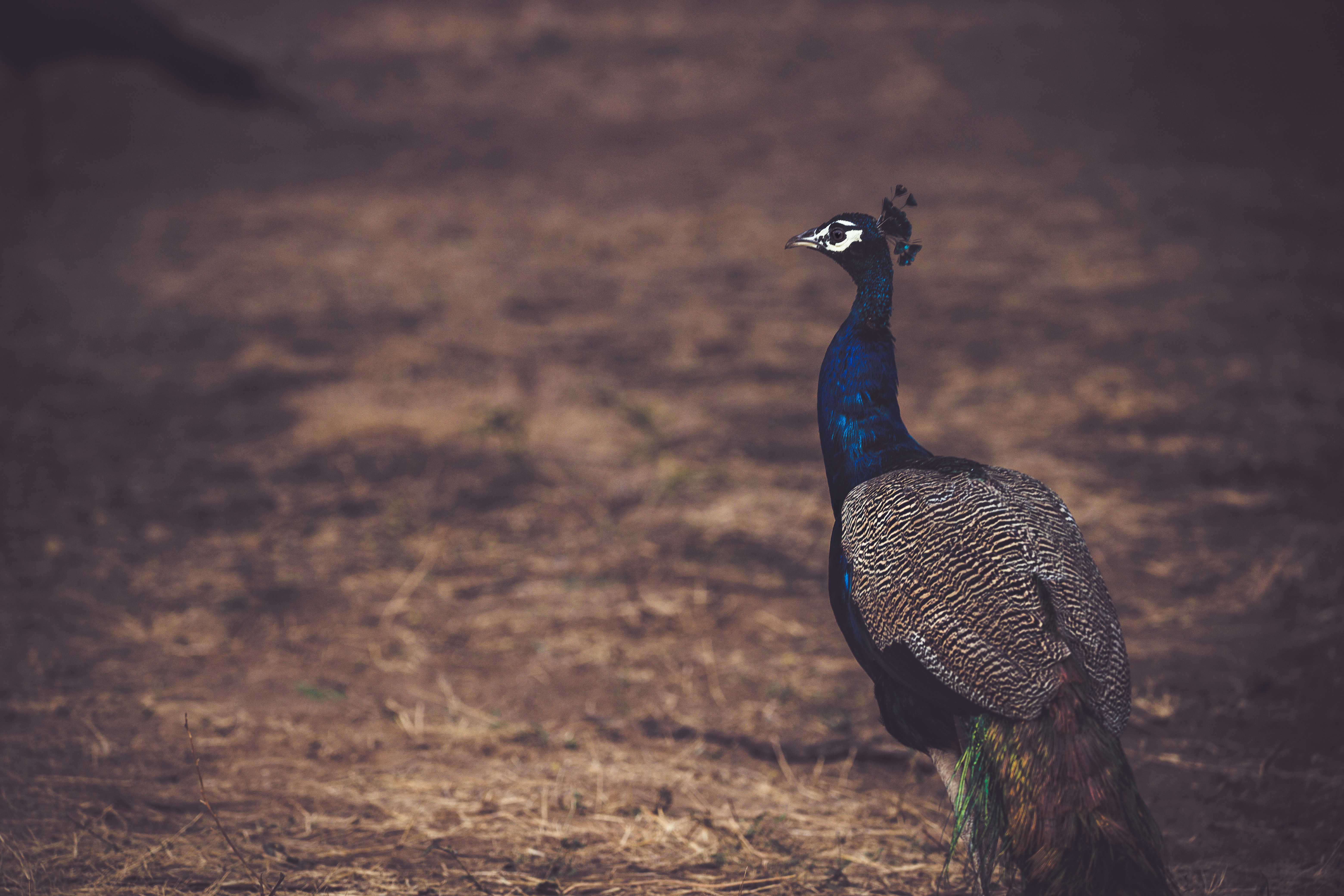 Photo by wildandbeyondbyvivek