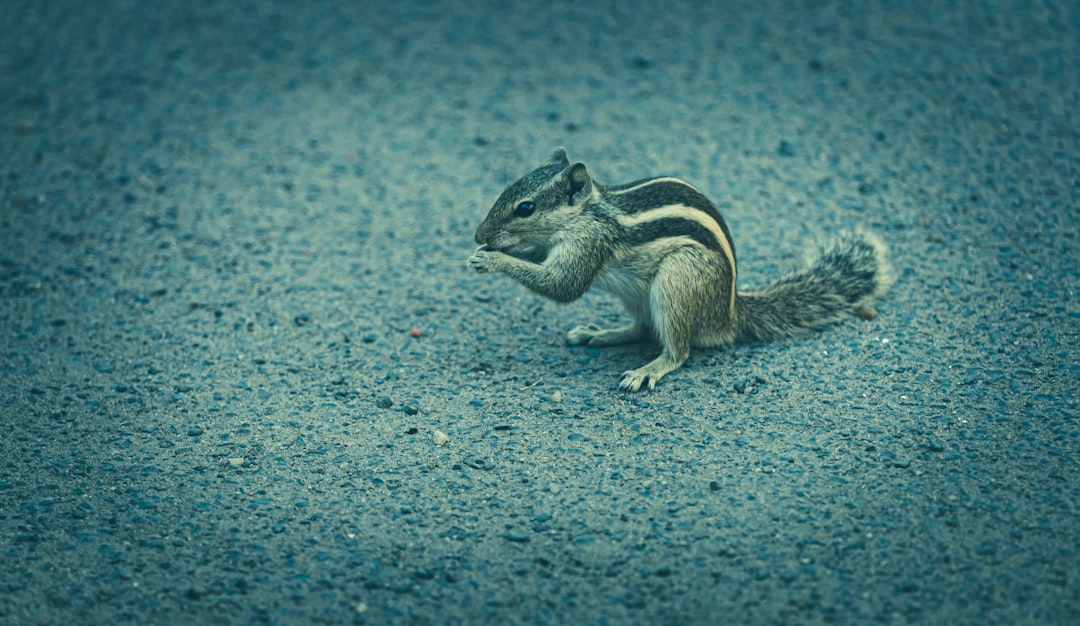 brown squirrel on gray sand during daytime