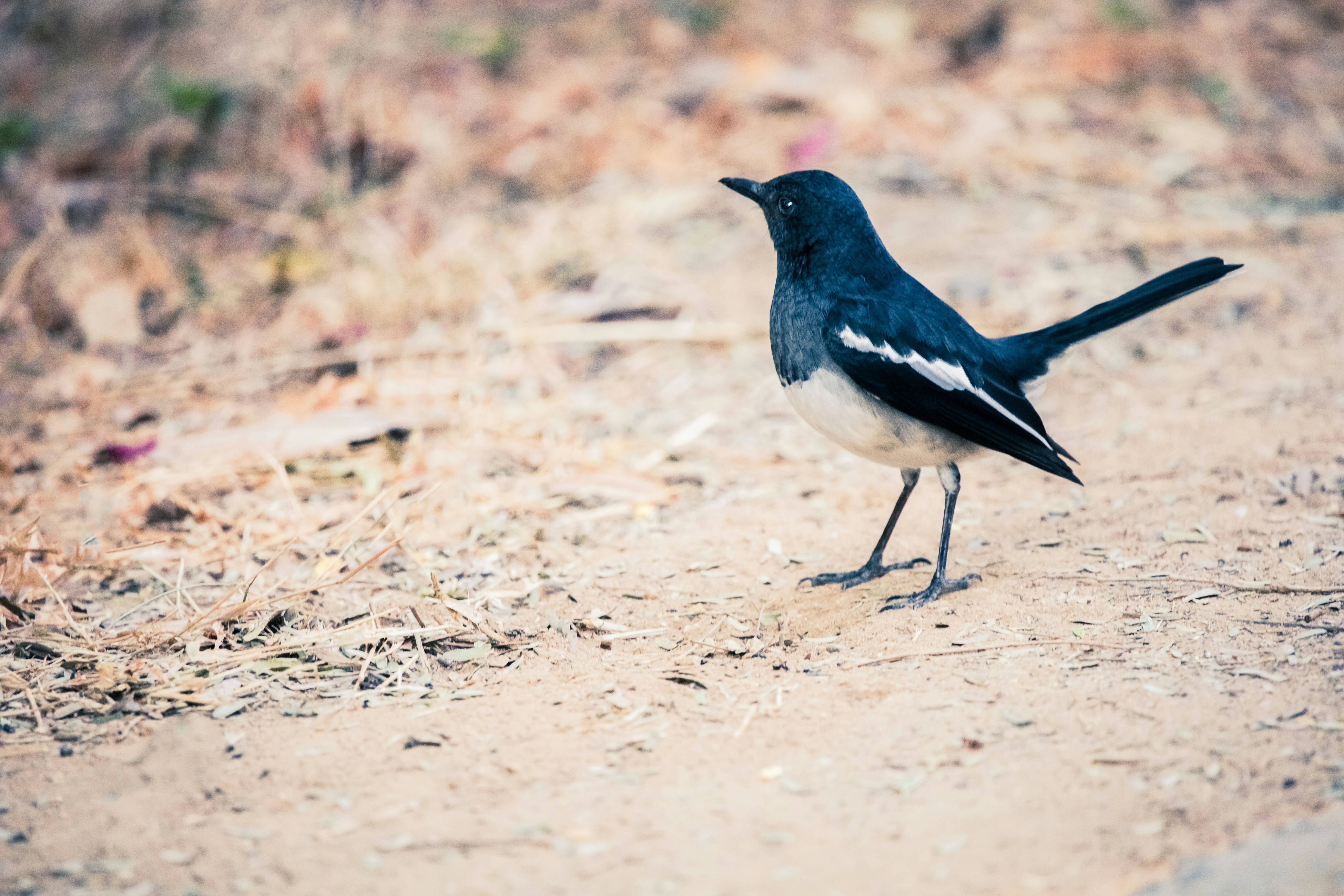 Photo by wildandbeyondbyvivek