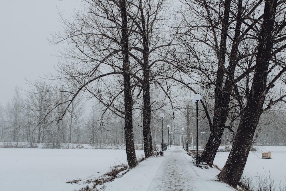 snow covered road between bare trees during daytime