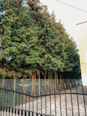 A row of tall evergreen trees, likely conifers, appears behind a metal fence. The fence is ornate with vertical bars and curves slightly. The ground is paved with tiles arranged in a pattern. To the right, a part of a pale yellow building is visible.
