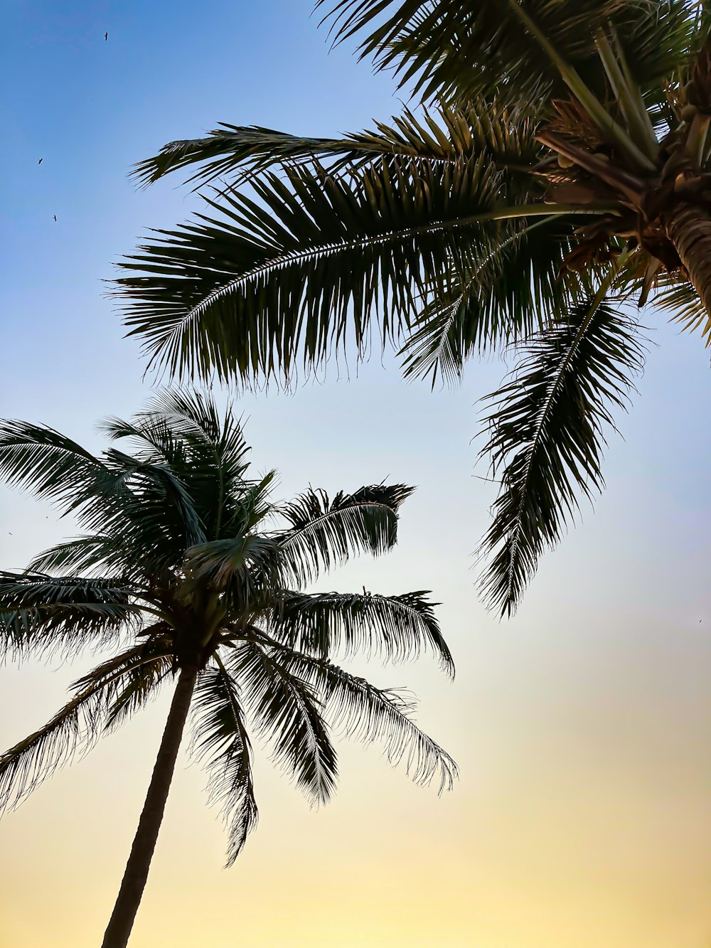 palm tree under blue sky during daytime