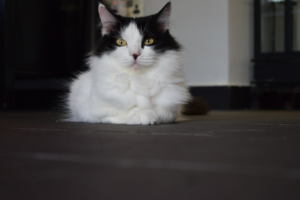 white and black cat on brown wooden table