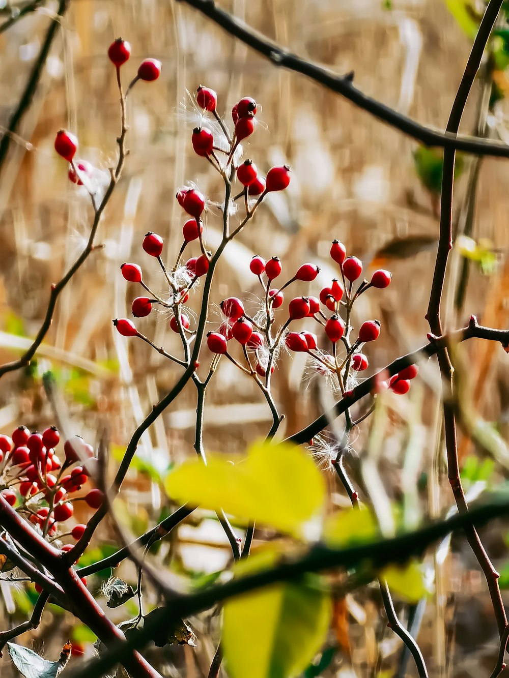 red round fruits on tree branch