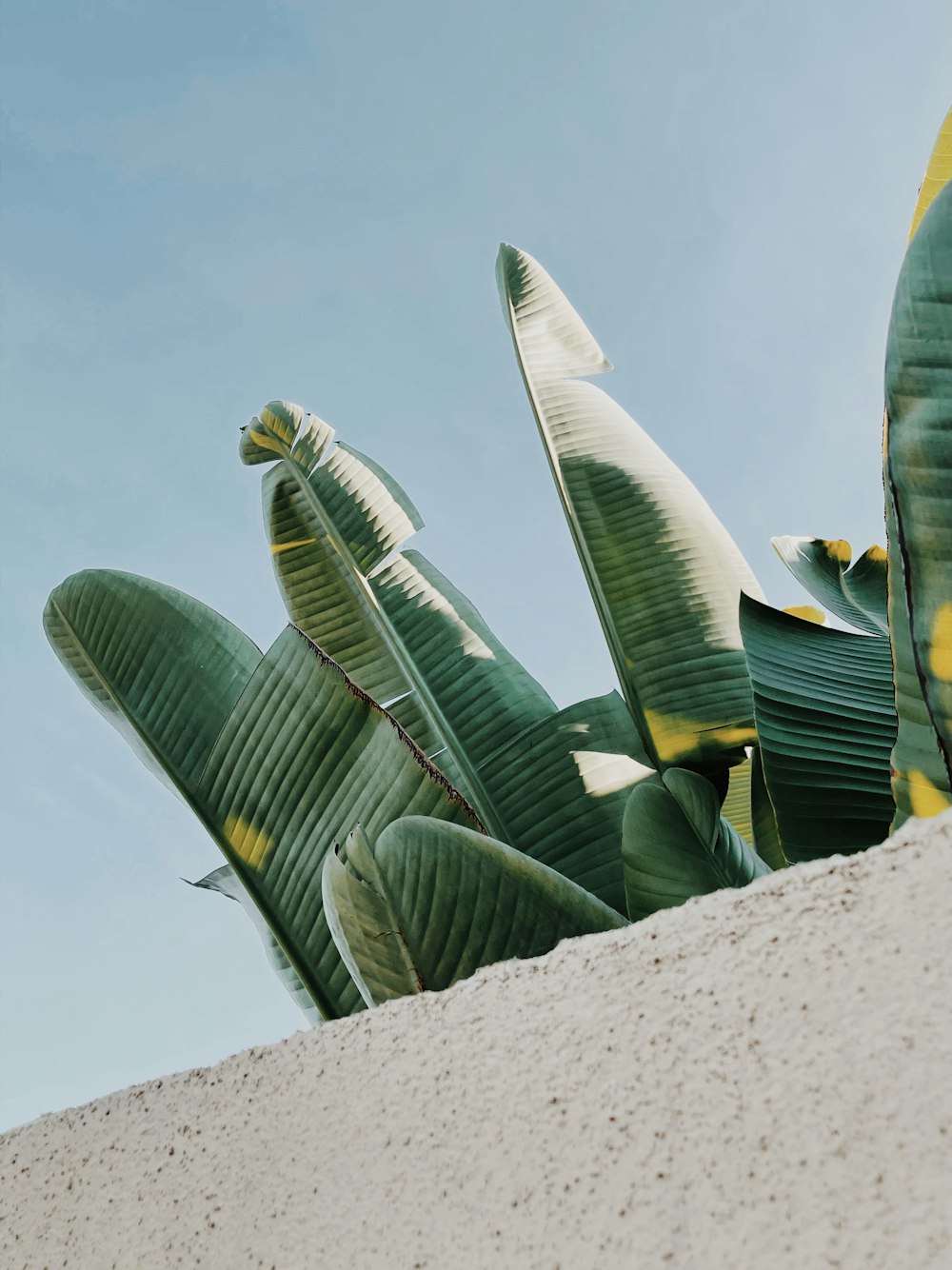 green banana fruits on white sand during daytime