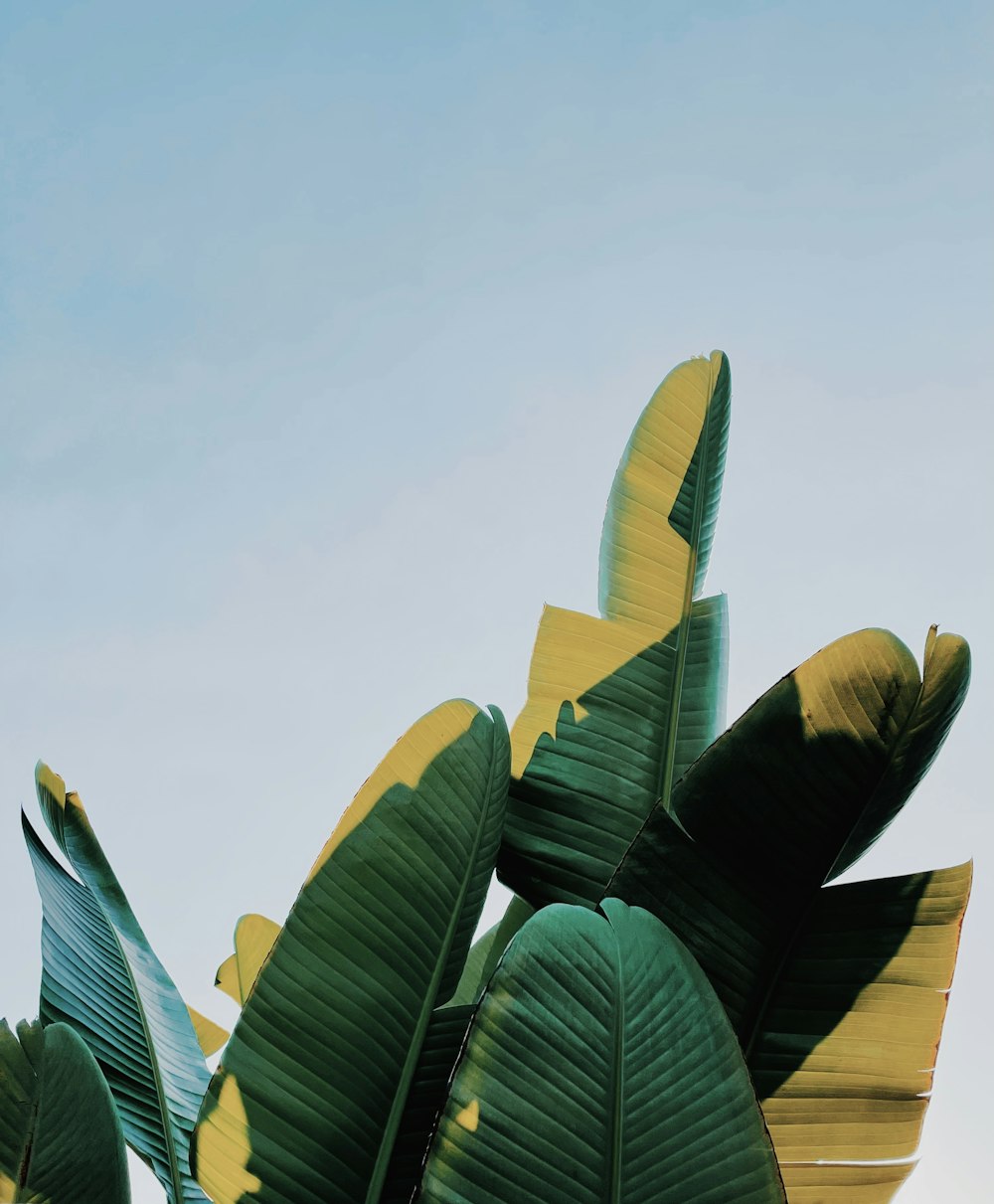green banana leaves under blue sky during daytime