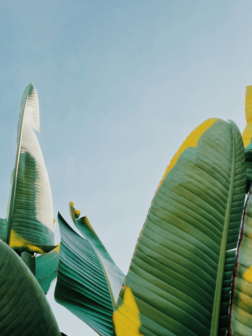 grüne Bananenblätter tagsüber unter blauem Himmel