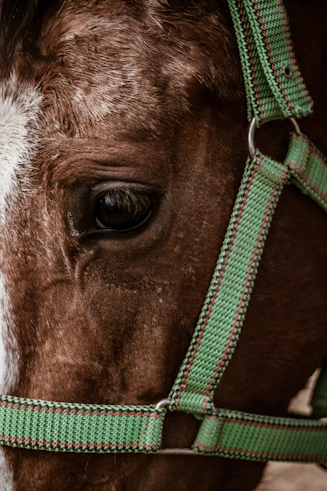 brown and white horse eye