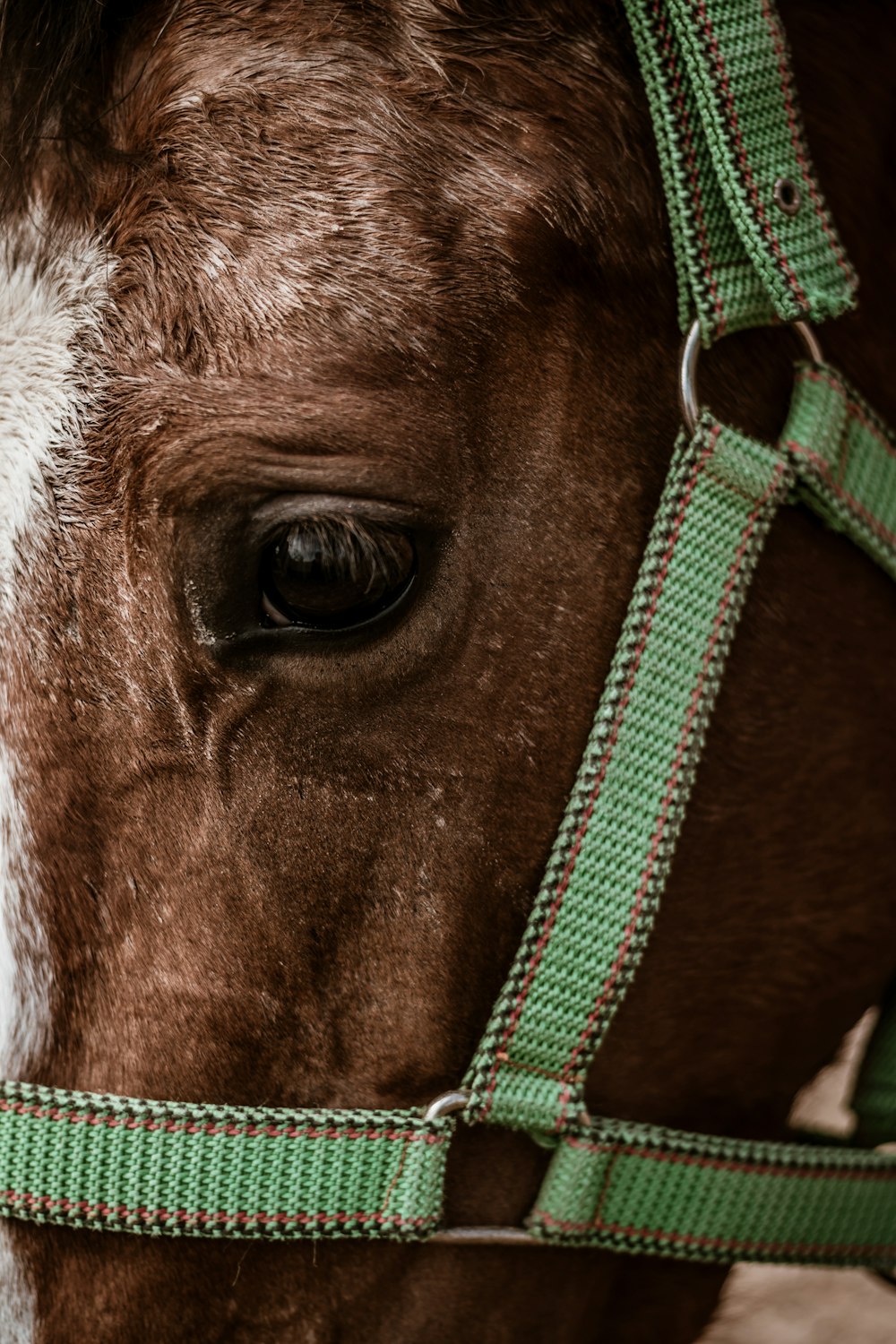 brown and white horse eye