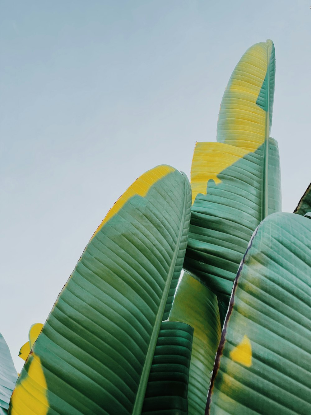 grüne Bananenblätter tagsüber unter blauem Himmel