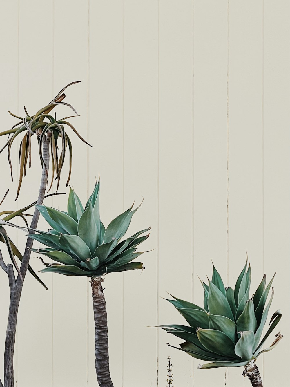 green plant on brown wooden stick