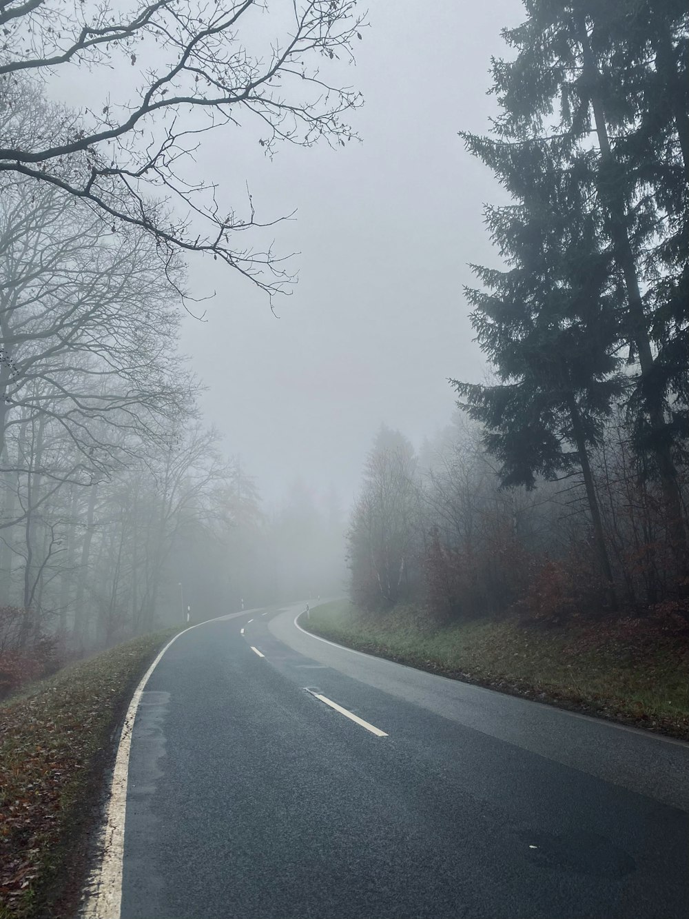 gray asphalt road between bare trees during foggy day