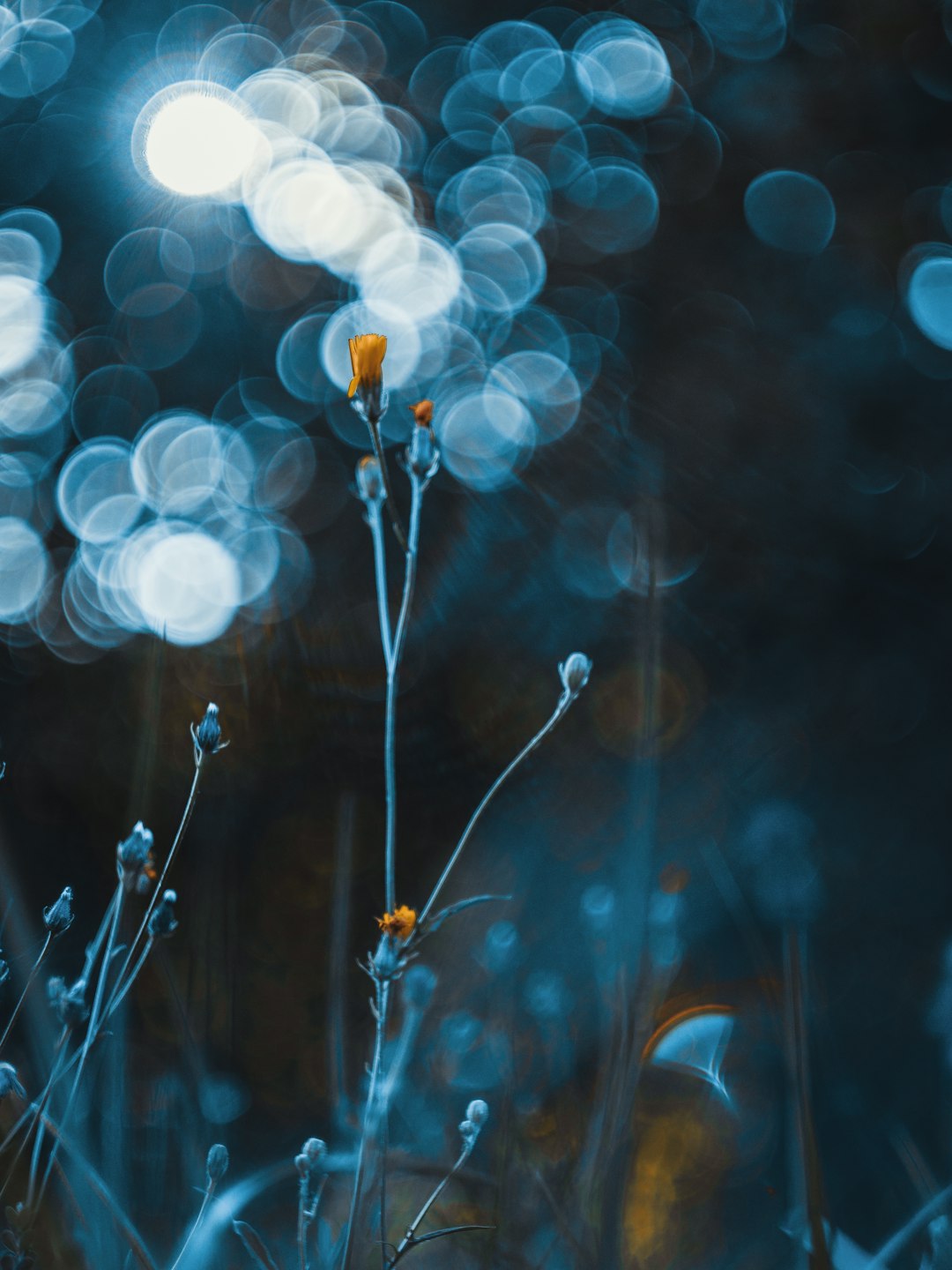 white and yellow flower in tilt shift lens