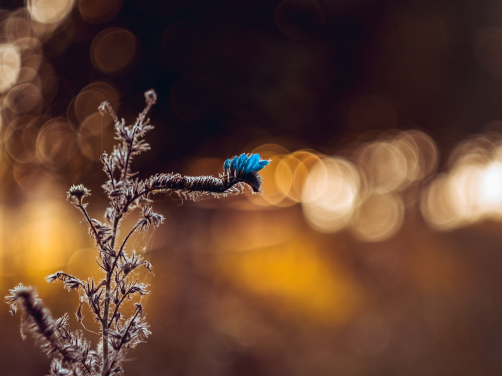 blue and black bird on brown plant