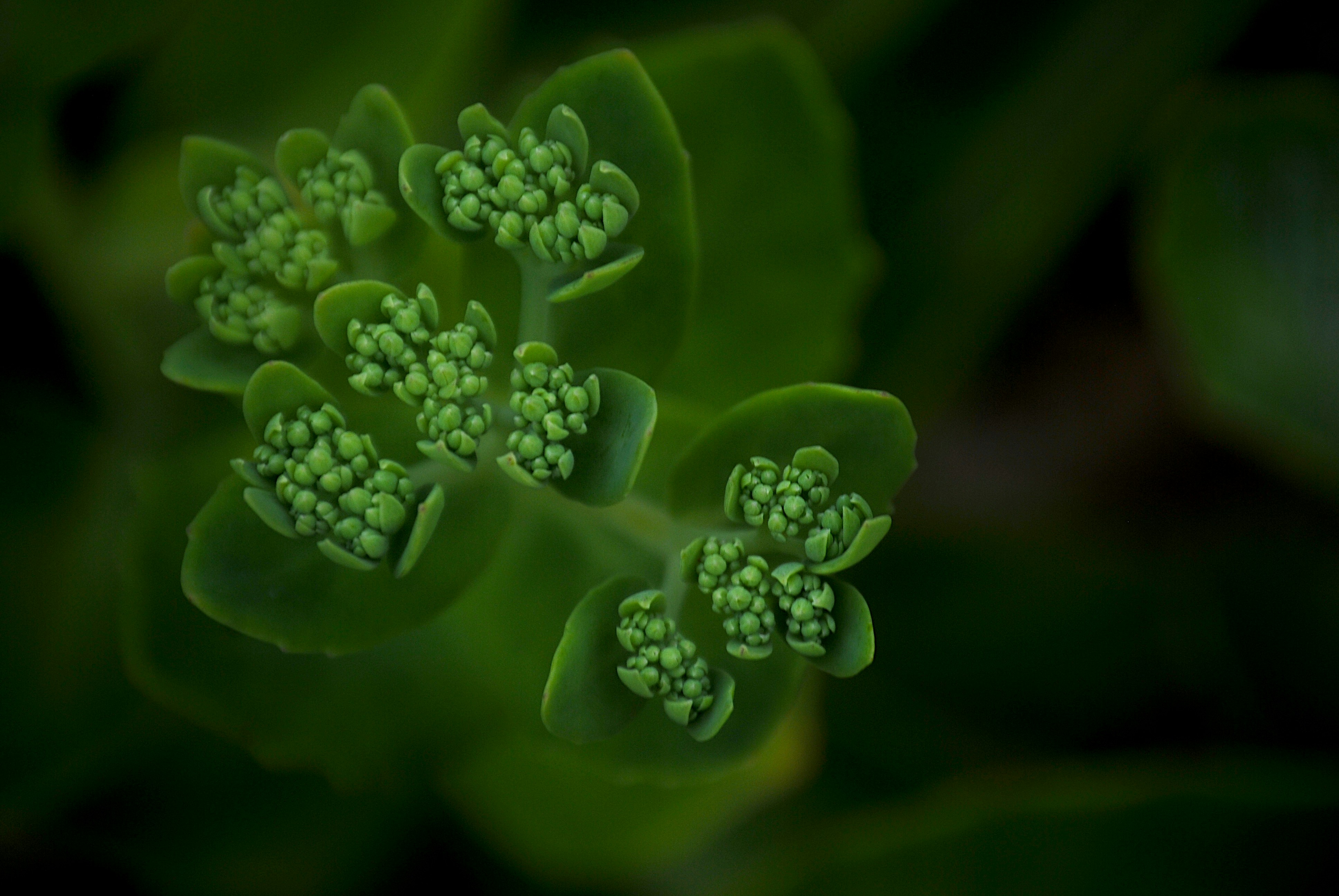 green plant in macro shot