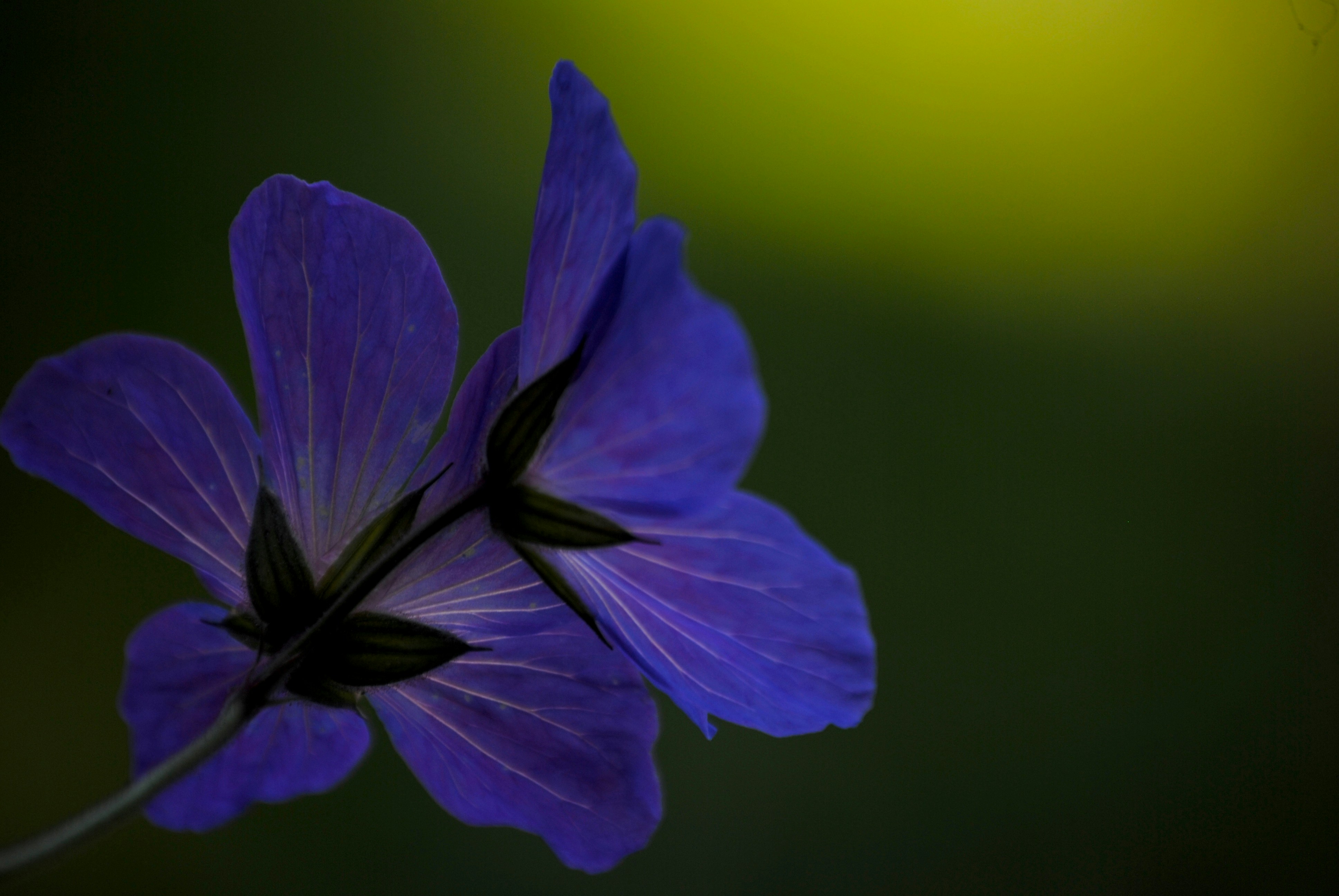 Photo by rashmi_joshi