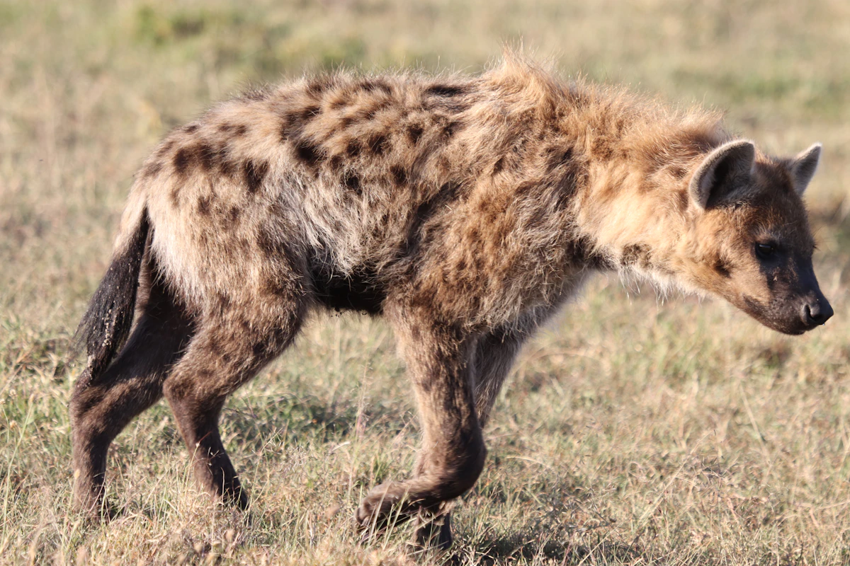 A spotted hyena walking across the grassland in the Masai Mara