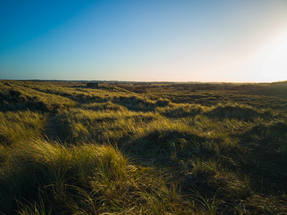 green grass field under blue sky during daytime