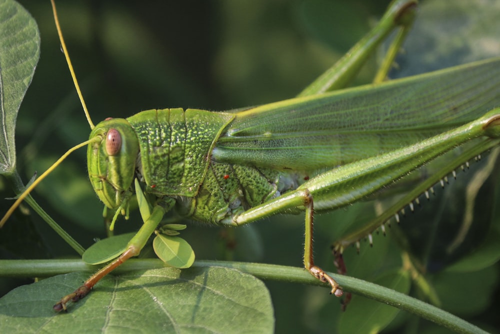 녹색 메뚜기 낮 동안 클로즈업 촬영에서 녹색 잎에 자리 잡은