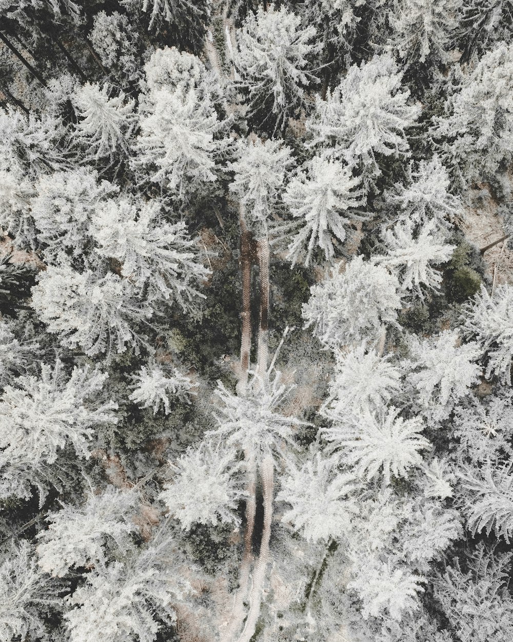 white and brown pine tree