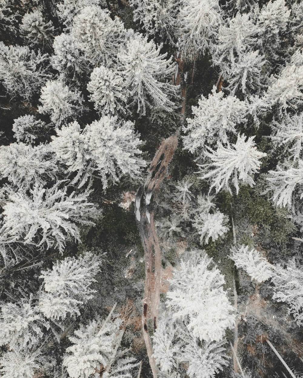 white and brown tree branches