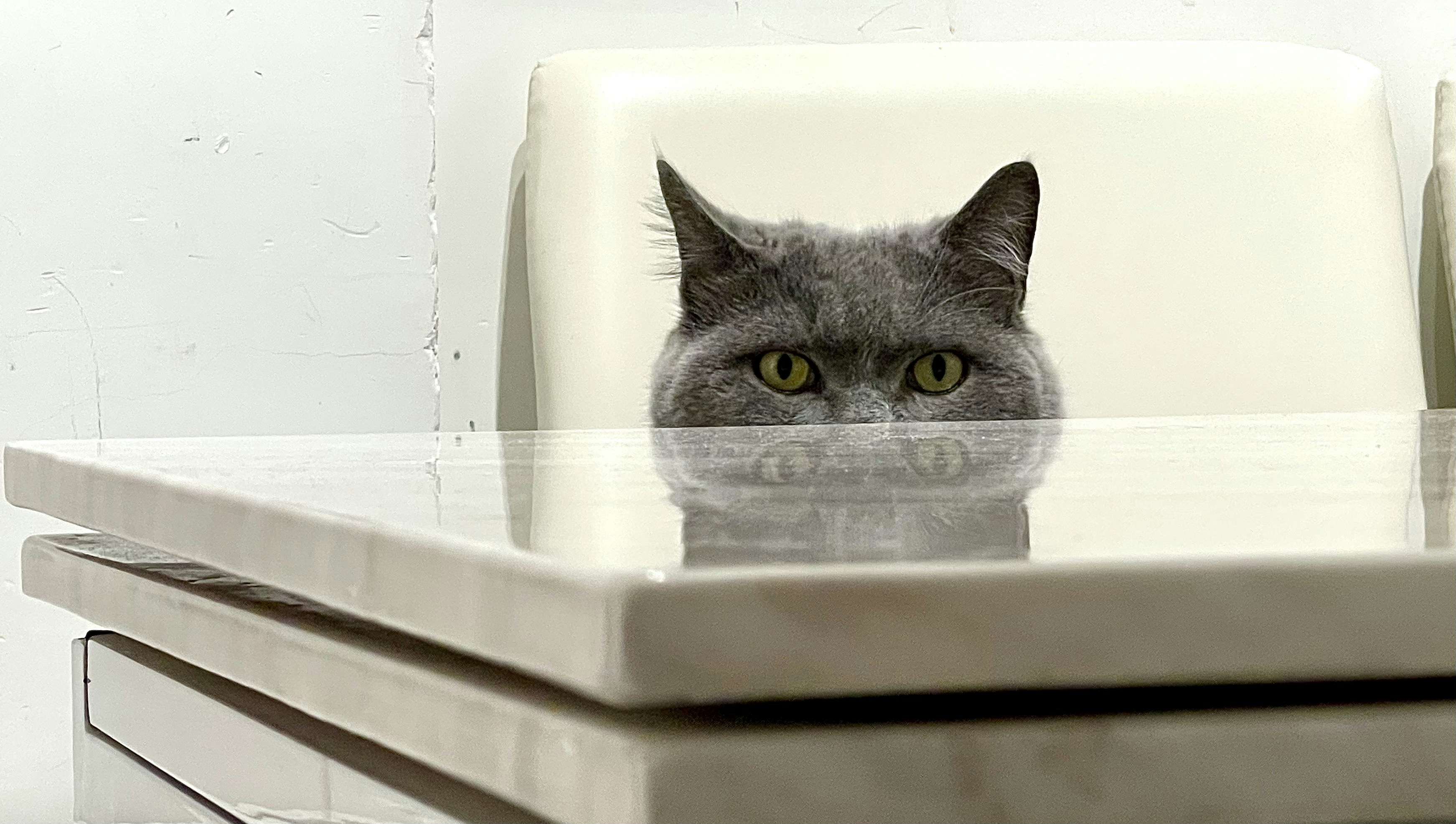 Here's how to never, ever get a complaint as a veterinarian