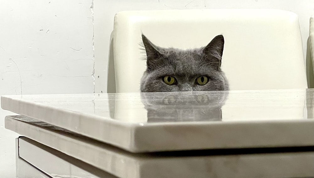 russian blue cat on white plastic container