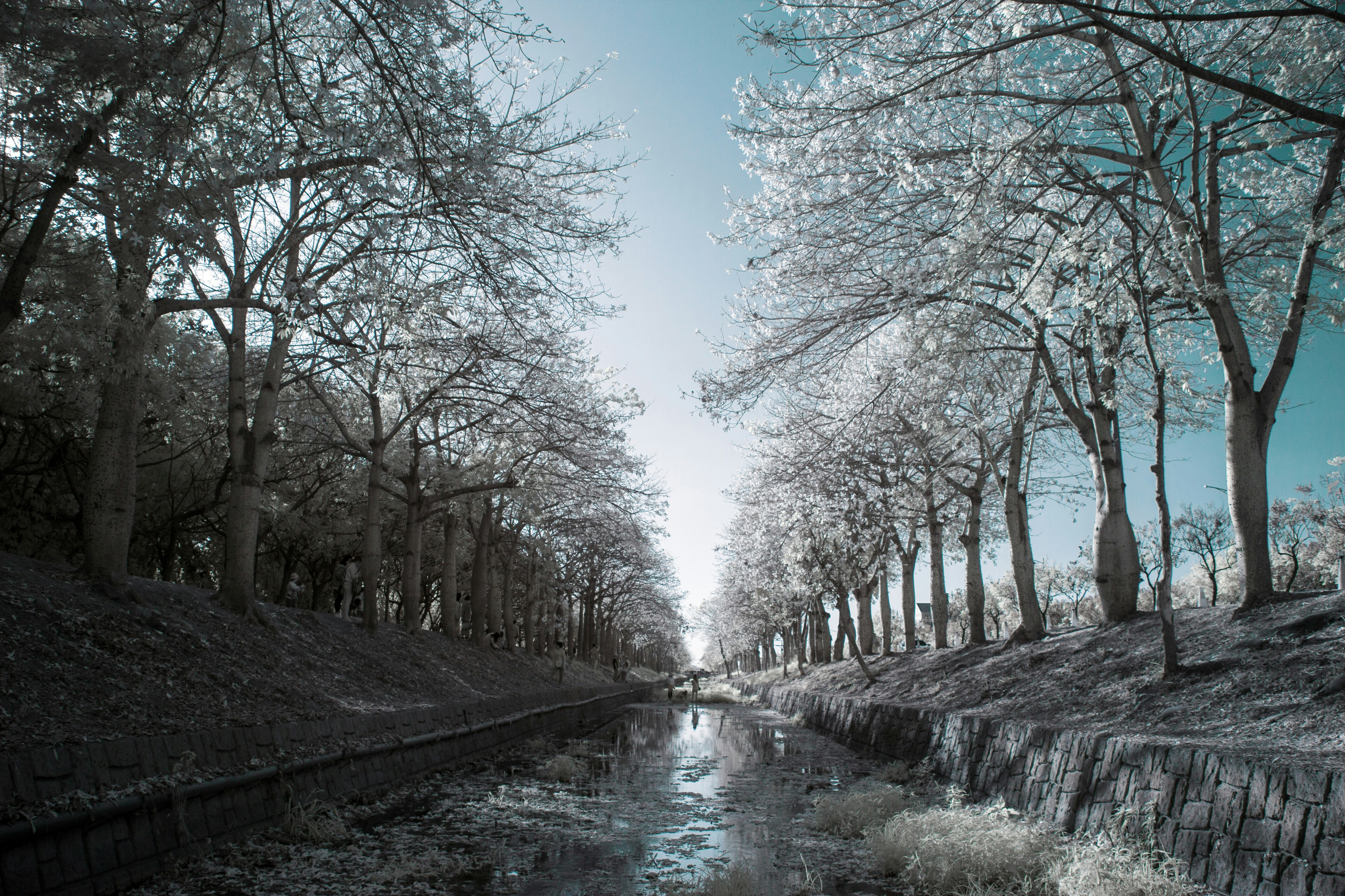 river between bare trees under blue sky during daytime