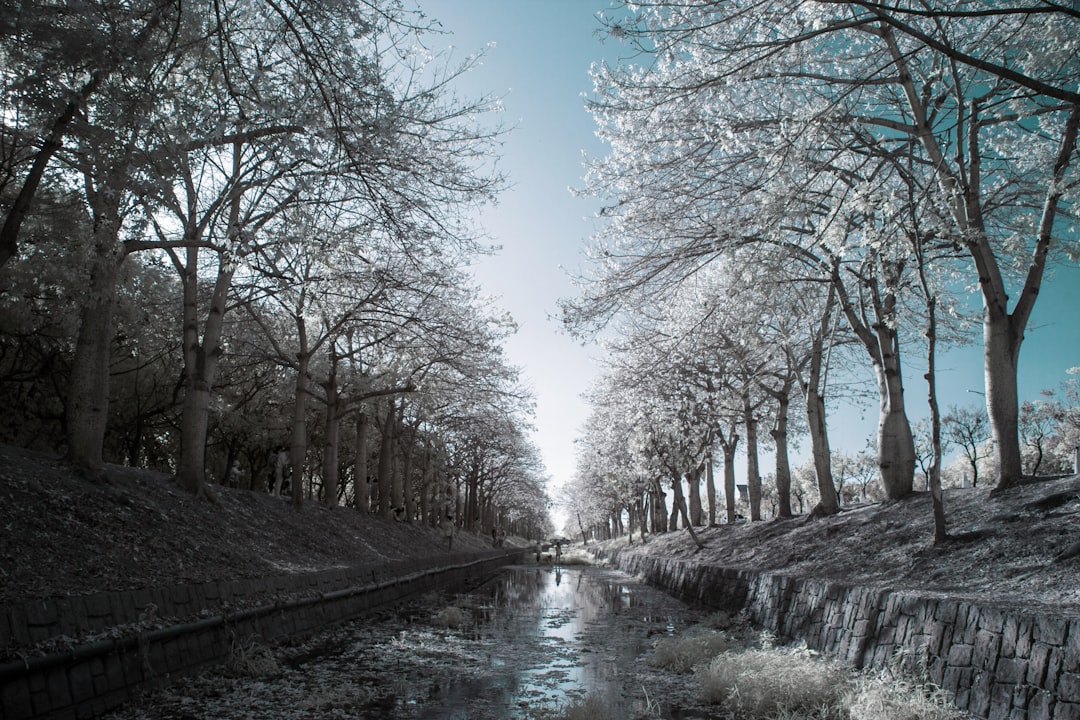 river between bare trees under blue sky during daytime