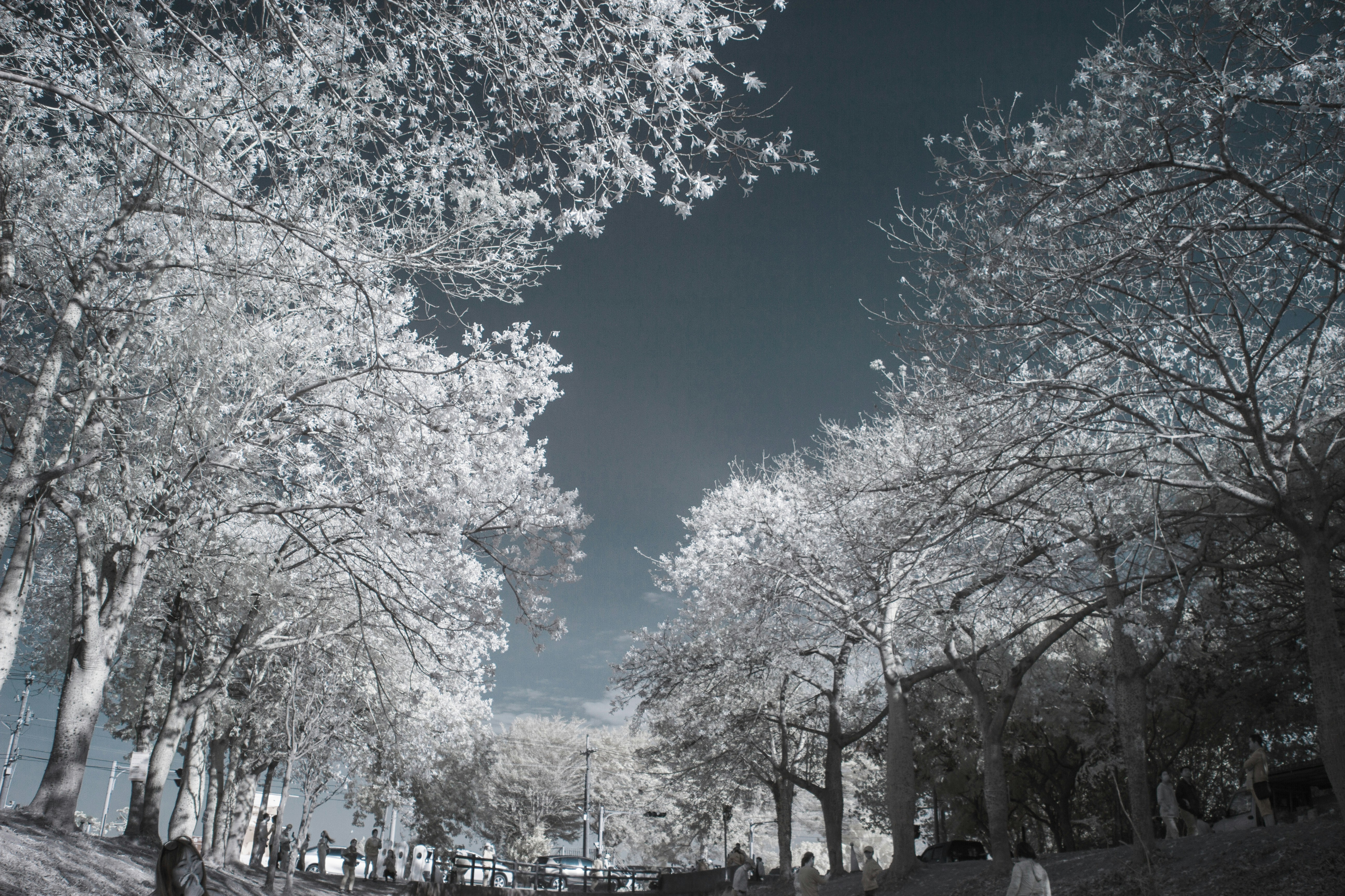 white trees under blue sky during daytime