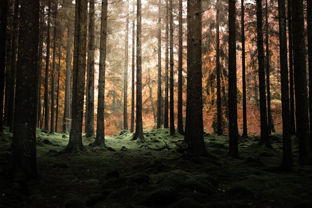 braune Bäume im Wald tagsüber