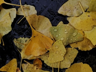 brown leaf on black soil