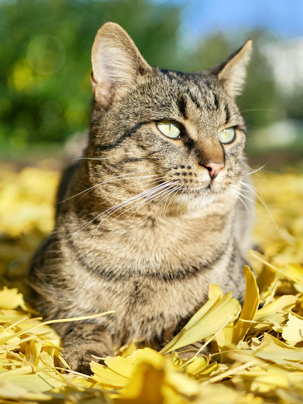 brown tabby cat on yellow leaves