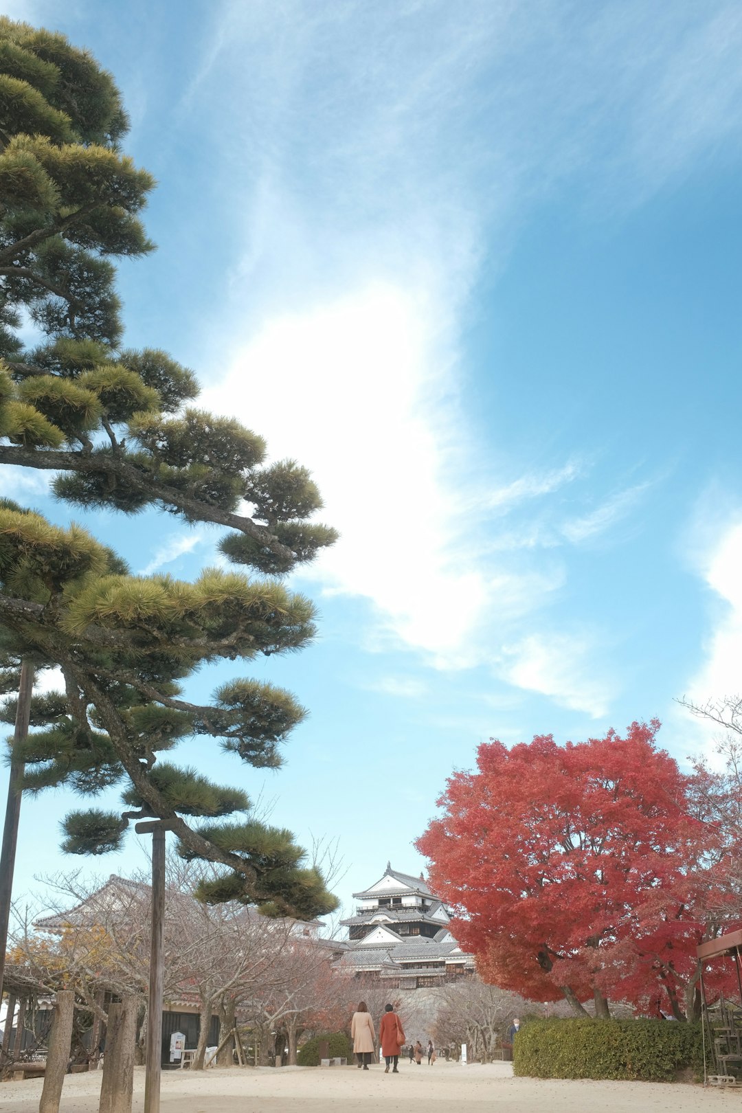 green trees under blue sky during daytime