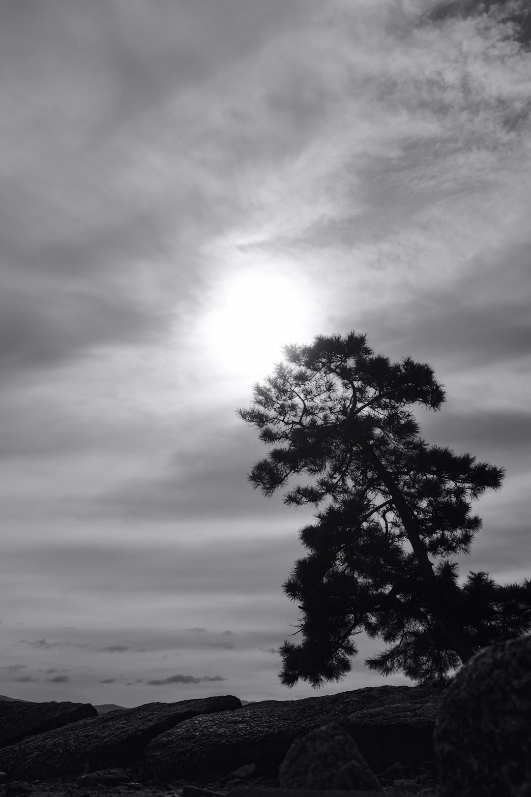 grayscale photo of tree under cloudy sky