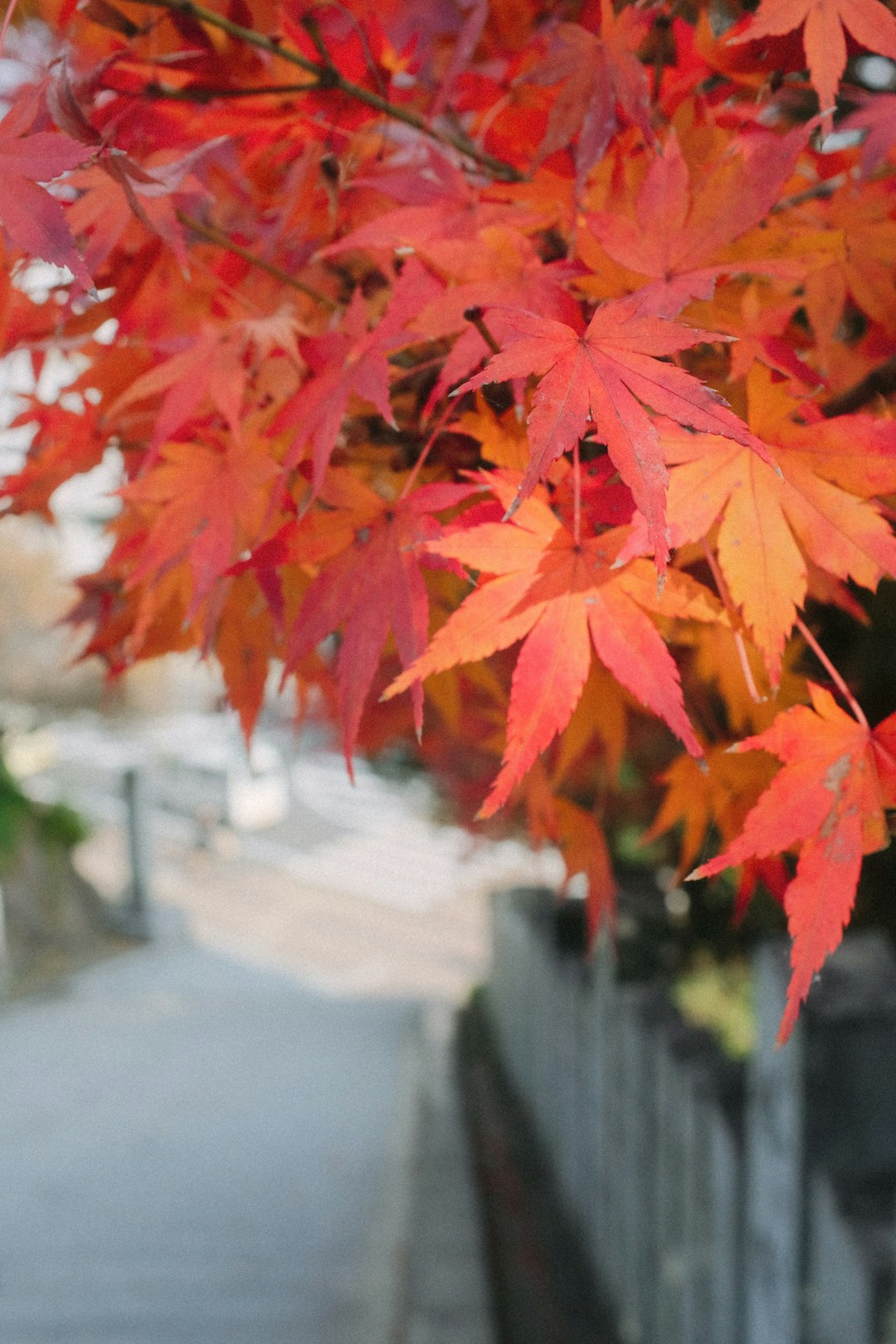 red maple leaves on gray concrete floor