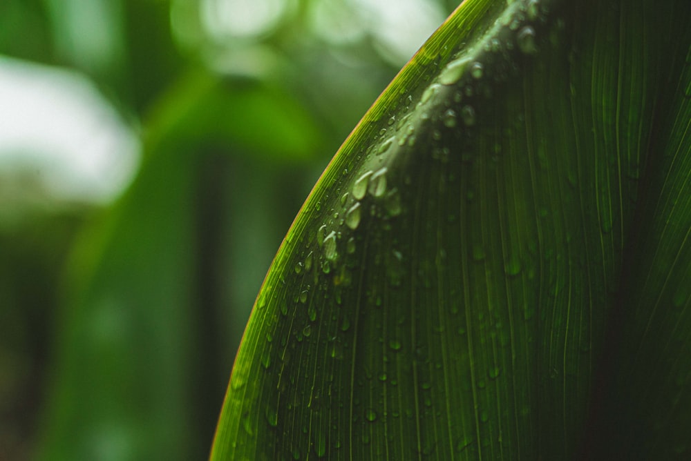 water droplets on green leaf