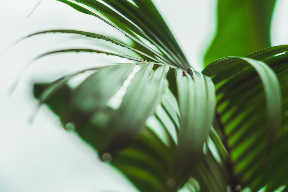 green leaf plant during daytime