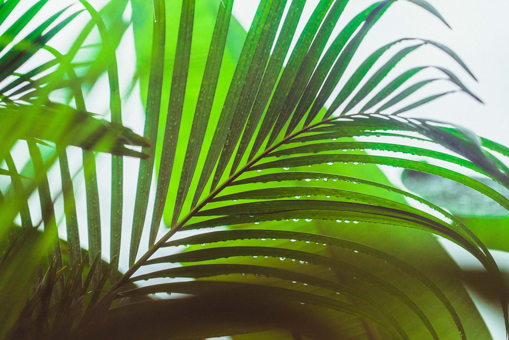 green palm tree during daytime