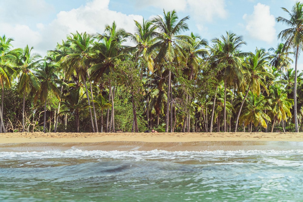 green palm trees near body of water during daytime