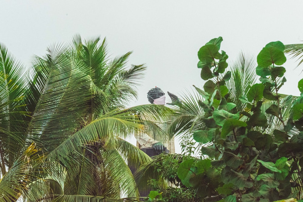 green palm tree near white building