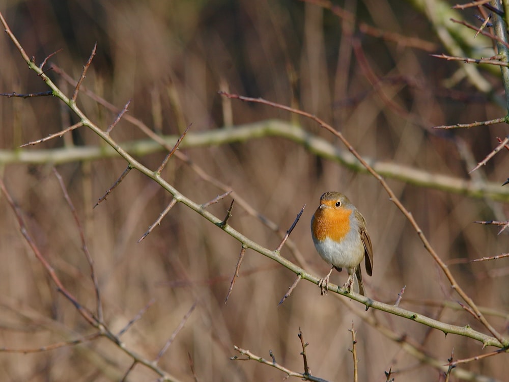 orange and white bird on tree branch