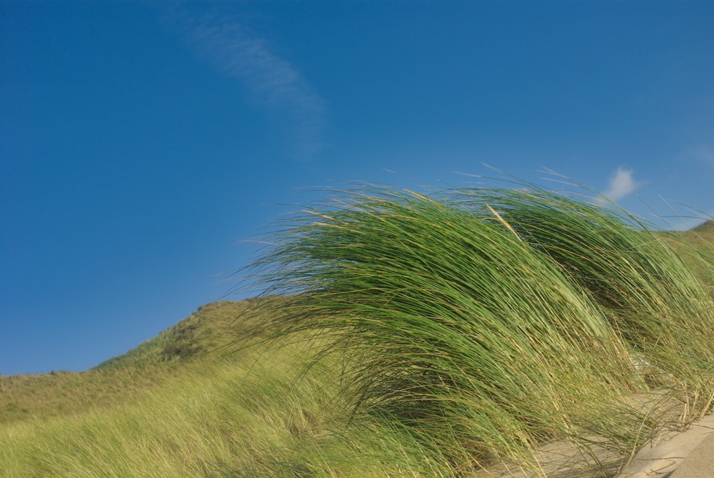 green grass under blue sky during daytime