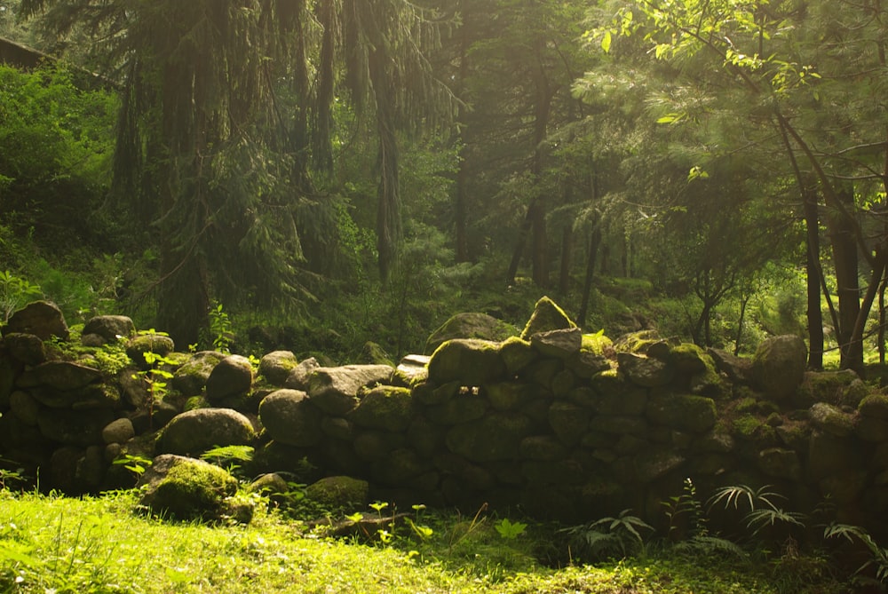 brown rocks on green grass field