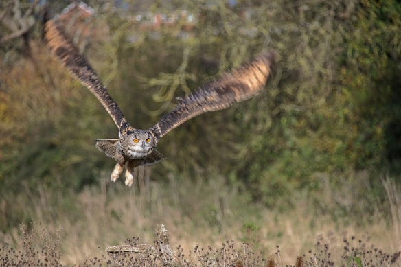 An owl with striking orange eyes is captured in flight against a blurred natural background of trees and shrubbery. Its wings are fully spread as it appears to glide effortlessly over a dry, grassy area.