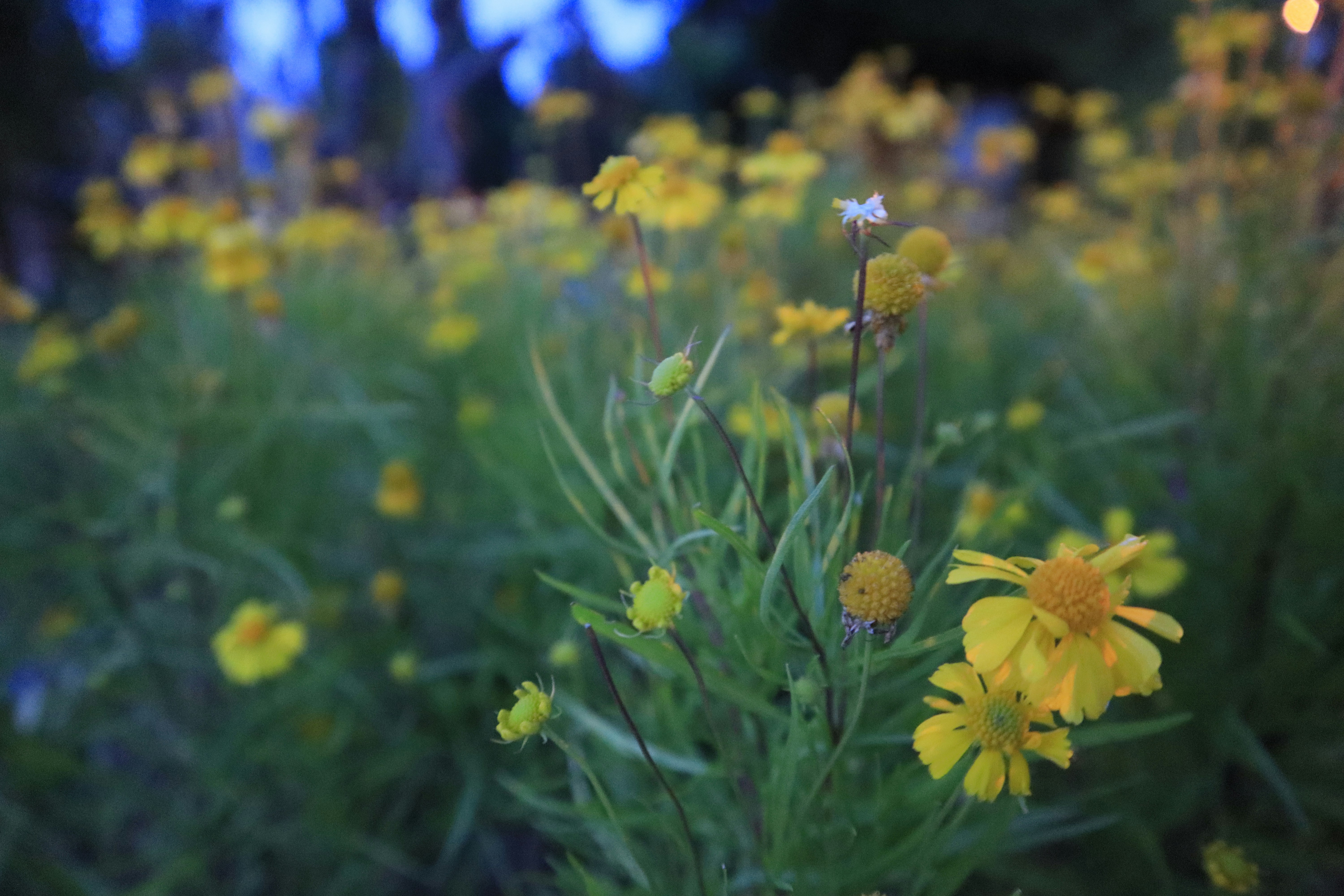 Photo by mikenguyen1905