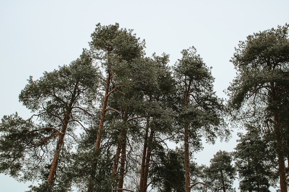 green and brown trees under white sky during daytime