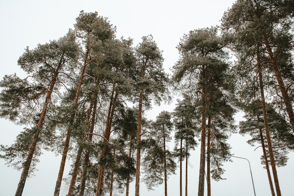 green trees under white sky during daytime