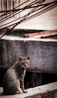 A gray tabby cat sits on a concrete surface, gazing directly at the camera. In the background, there are construction materials such as steel rods and unfinished concrete structures. The setting appears to be an urban environment under construction or renovation.