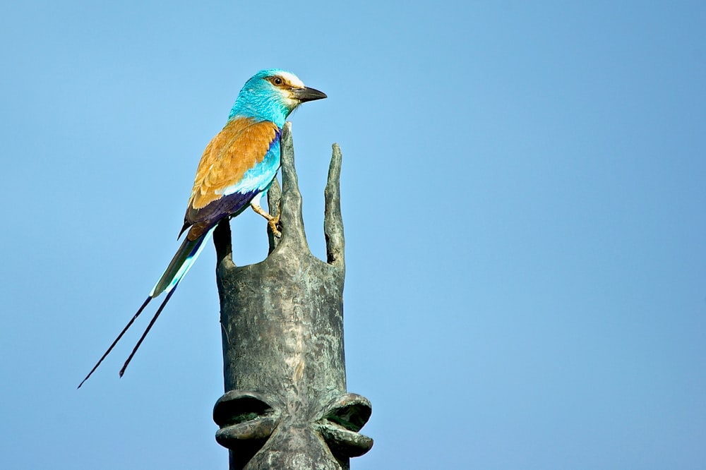 blue and brown bird on tree branch